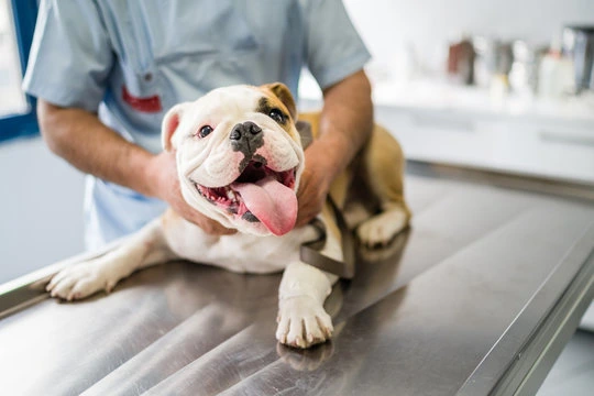 Check up em cachorro em São Braz