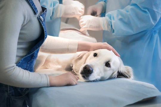 Check up em pet em Curitiba
