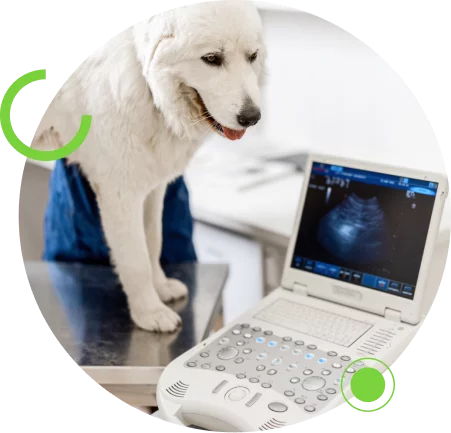 Ecocardiograma